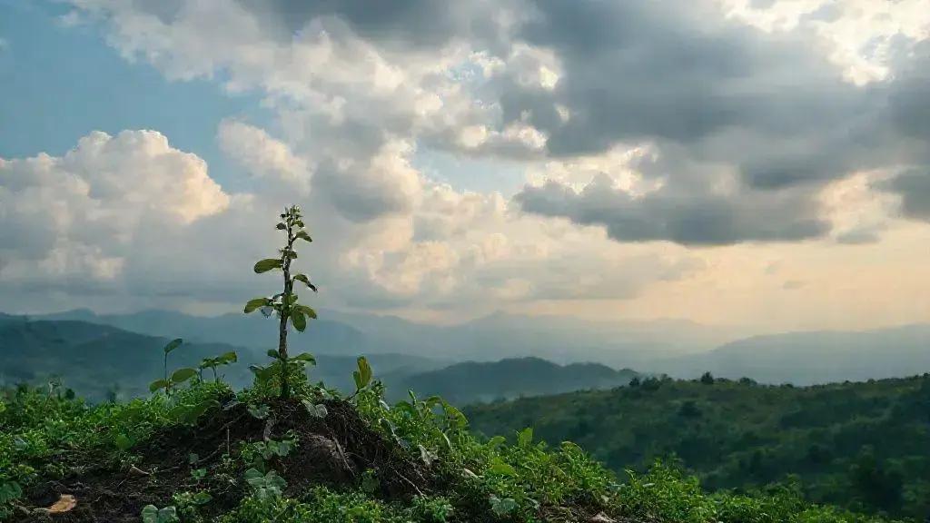 Suplementos naturais que auxiliam no fortalecimento capilar Suplementos naturais que auxiliam no fortalecimento capilar